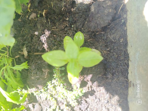 Identificação da planta Manjericão por foto