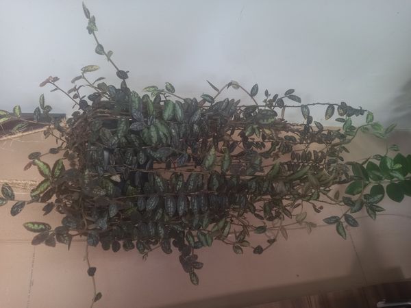 Identificação da planta Maria fumaça por foto