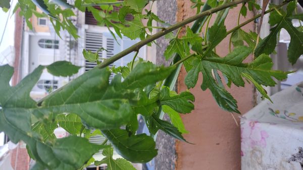 Identificação da planta Amora por foto