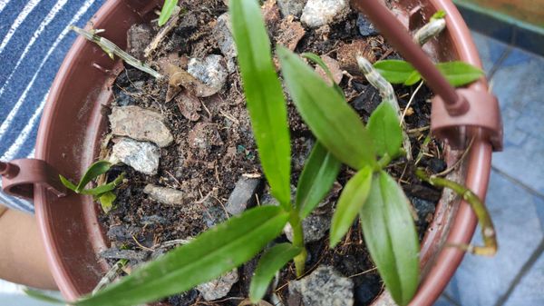 Identificação da planta Mini orquídea por foto