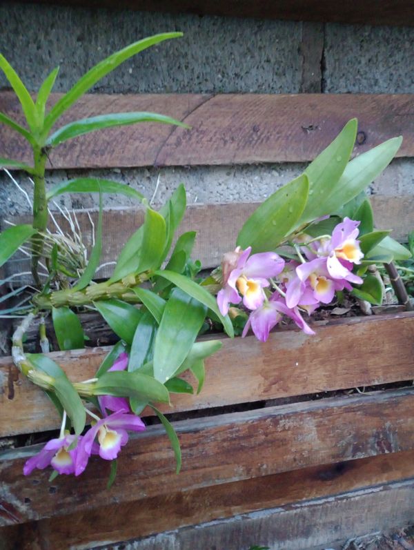Identificação da planta Orquídea bambu por foto