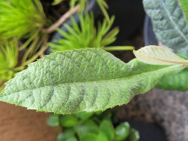 Identificação da planta Assa peixe por foto