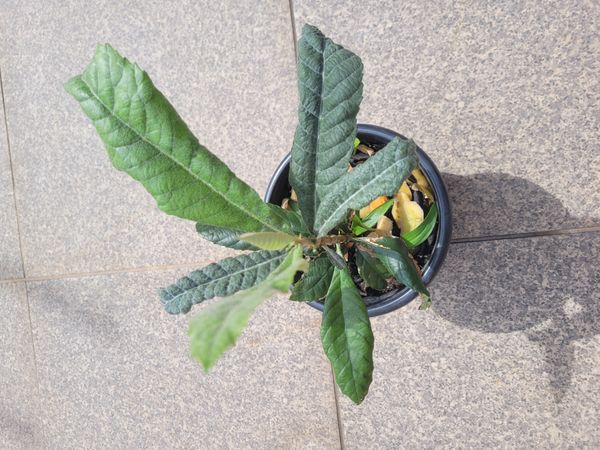 Identificação da planta Ameixinha amarela por foto