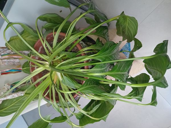 Identificação da planta Lírio-amarelo por foto