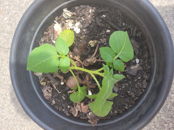Identificação da planta Kamapu por foto