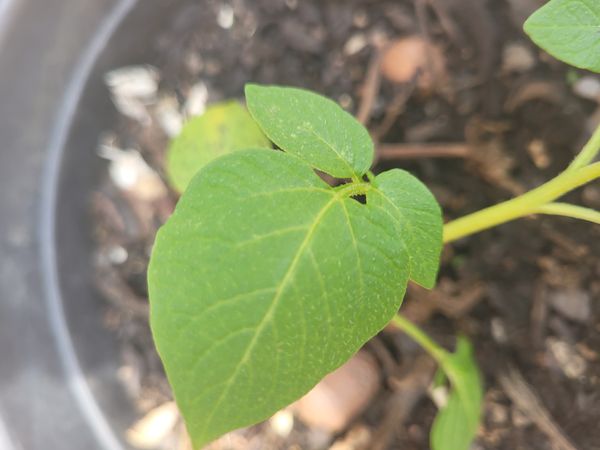 Identificação da planta Kamapu por foto