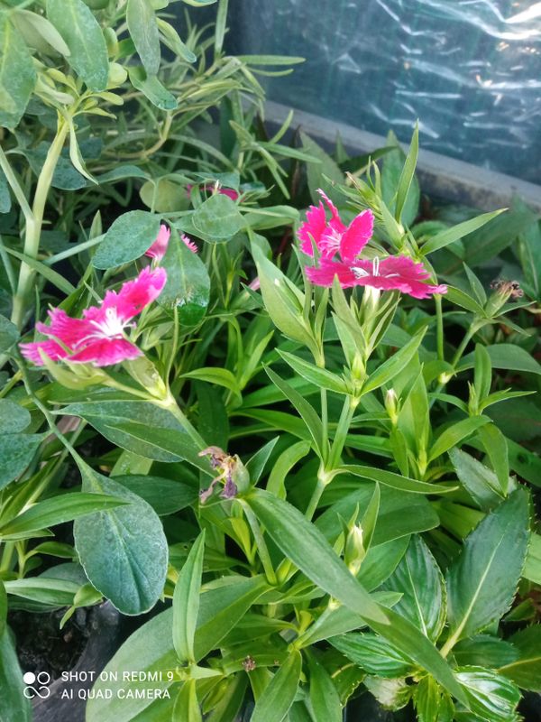Identificação da planta Cravina por foto
