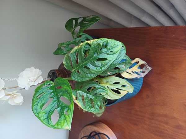 Identificação da planta Costela de Eva por foto