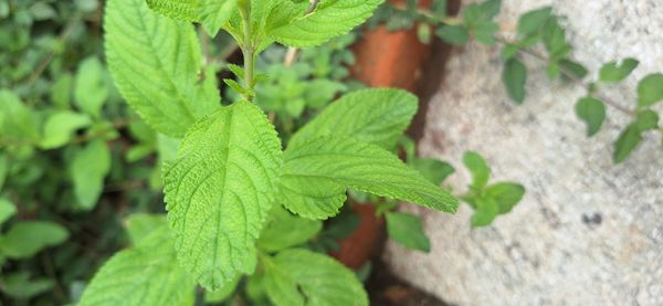 Identificação da planta Cidreira por foto