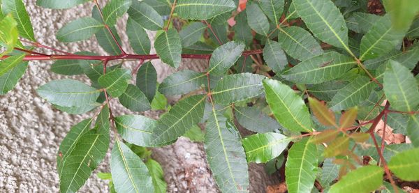 Identificação da planta Aroeira por foto
