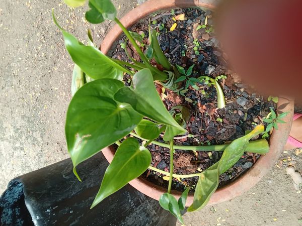 Identificação da planta Jiboia por foto