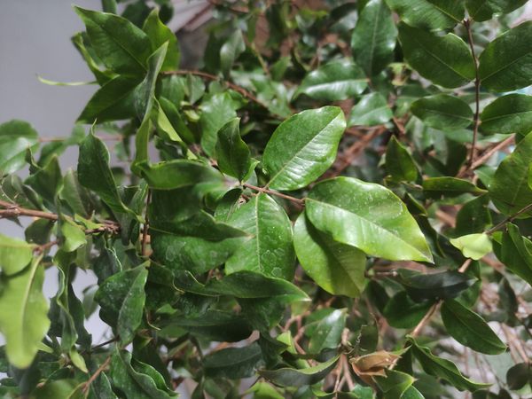Identificação da planta Jabuticaba-paulista por foto