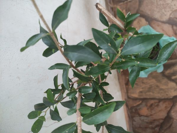 Identificação da planta Acerola por foto