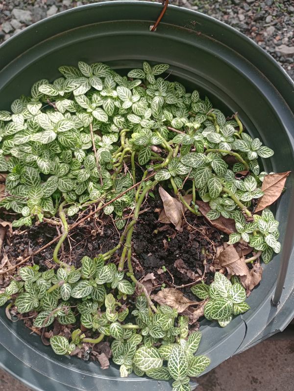 Identificação da planta Nervura-branca por foto
