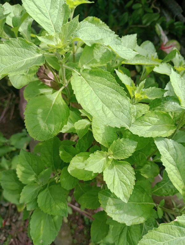 Identificação da planta Alfavaca-de-caboclo por foto