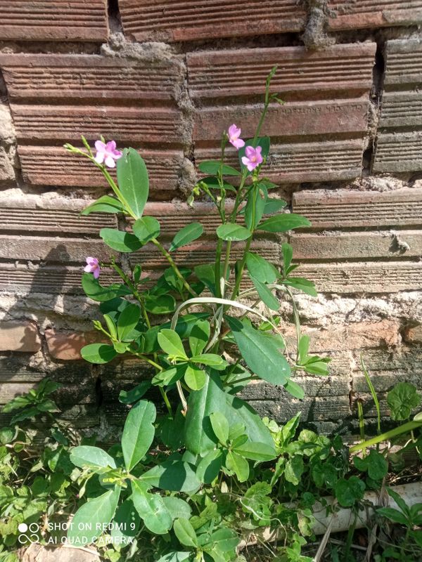 Identificação da planta Bredo-de-jardim por foto