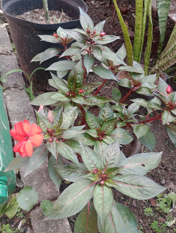 Identificação da planta Beijinho por foto