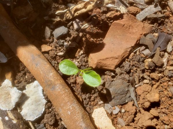 Identificação da planta Fel-da-terra por foto