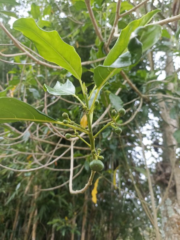 Identificação da planta Tapiá-guaçu por foto