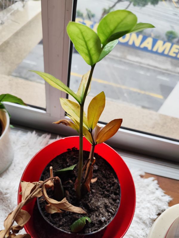 Identificação da planta Zamioculcas por foto
