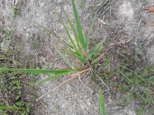 Identificação da planta Braquiária por foto