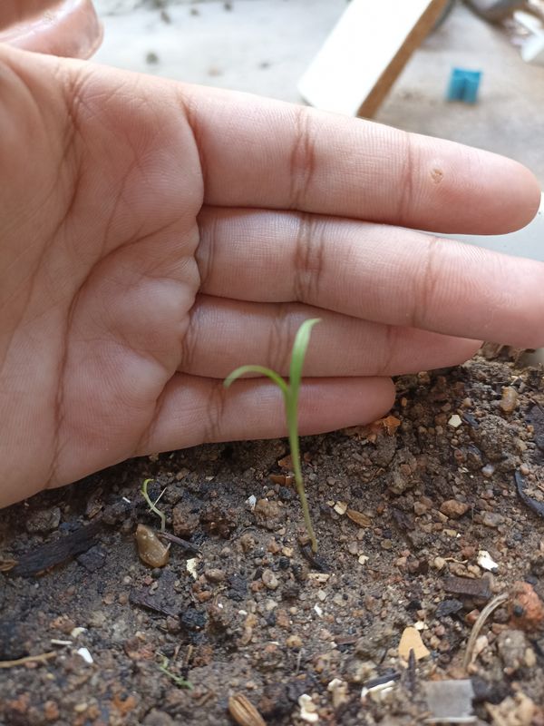 Identificação da planta Milhã por foto