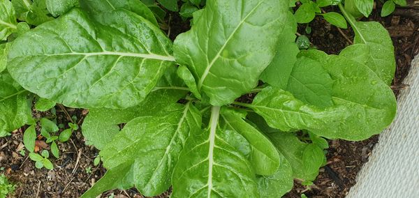 Identificação da planta Espinafre por foto