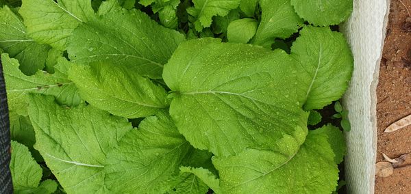 Identificação da planta Mostarda por foto