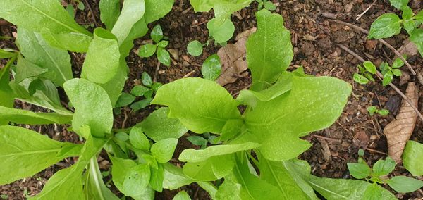 Identificação da planta Alface por foto