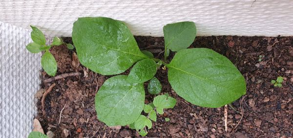 Identificação da planta Fumo por foto
