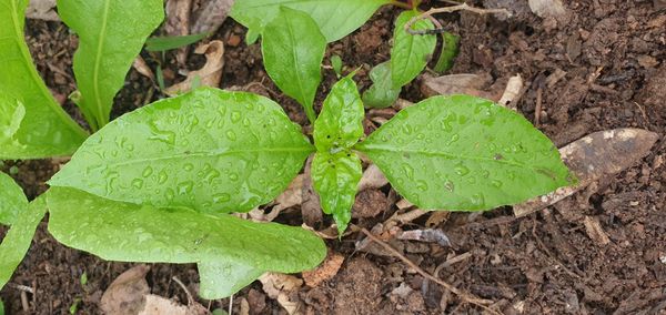 Identificação da planta Pyrola por foto