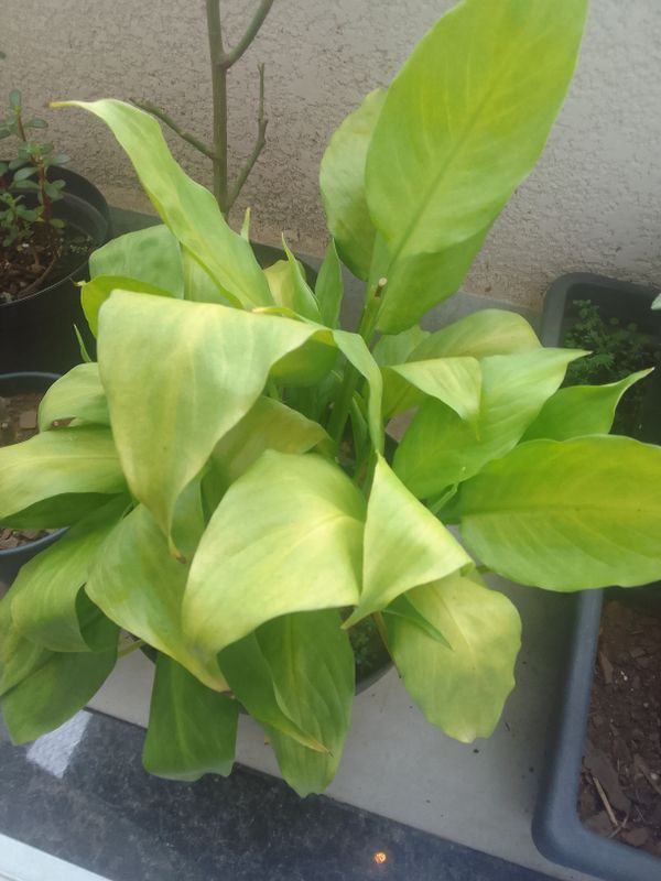Identificação da planta Lírio da paz por foto