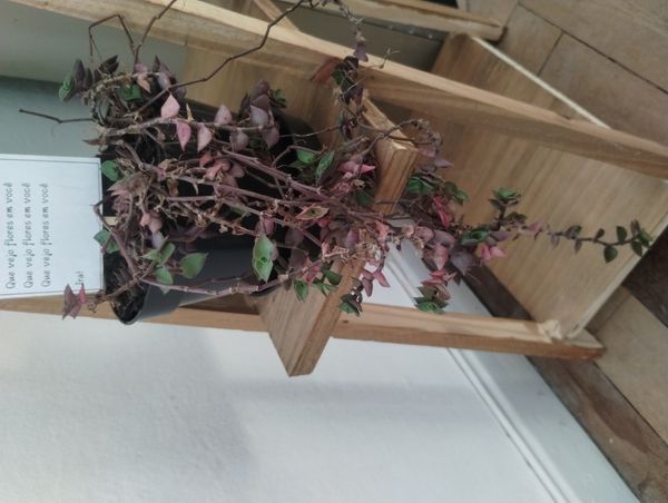 Identificação da planta Tradescantia-nanica por foto