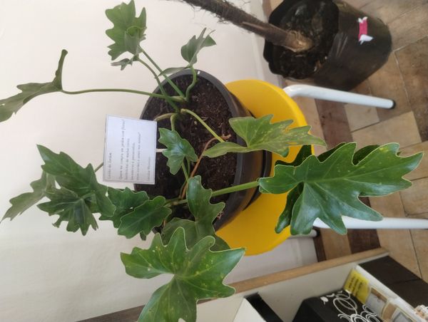 Identificação da planta Gaimbé por foto