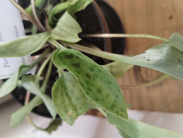 Identificação da planta Orelha de Leopardo por foto