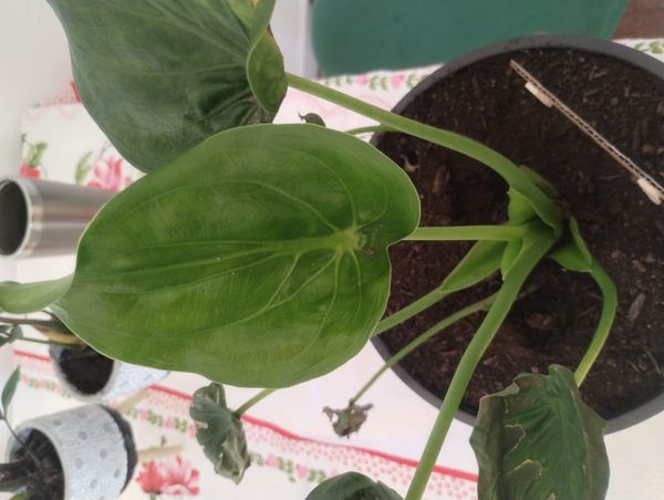 Identificação da planta Orelha de Elefante por foto