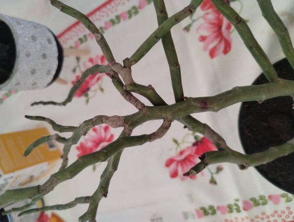 Identificação da planta Aveloz por foto