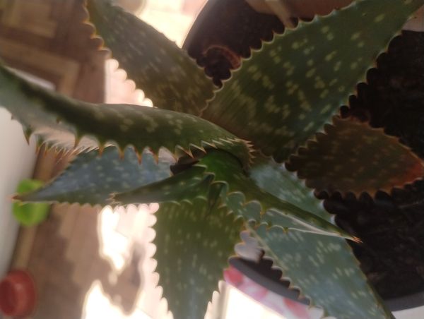 Identificação da planta Babosa-de-pavão por foto