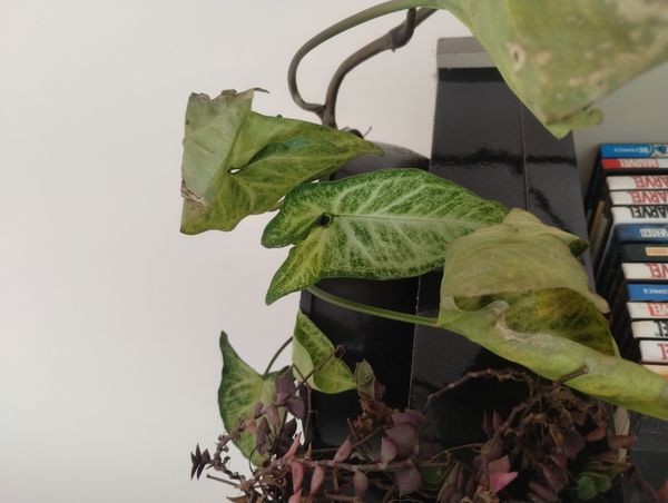 Identificação da planta Singônio por foto