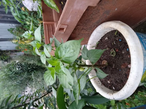 Identificação da planta Pimenta-de-cheiro por foto