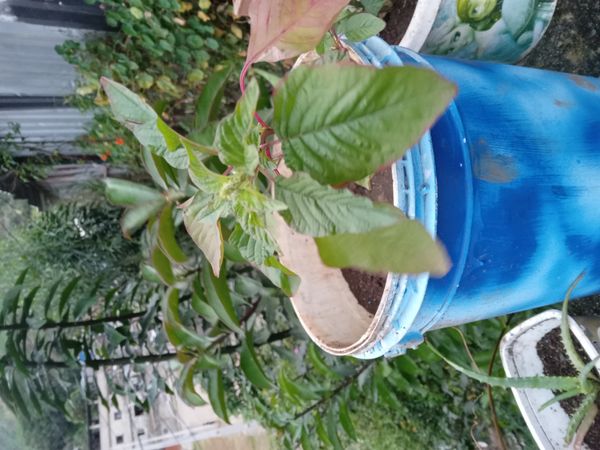 Identificação da planta Caruru-de-mancha por foto