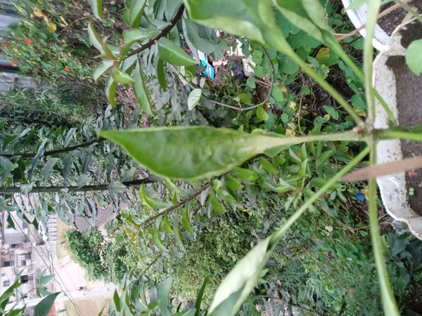 Identificação da planta Pimenta por foto