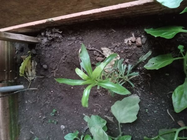 Identificação da planta Coentro verdadeiro por foto
