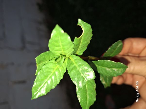 Identificação da planta Alface-d'água por foto