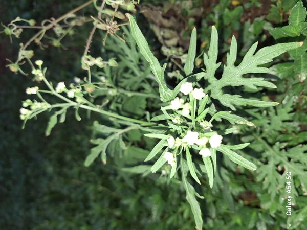 Identificação da planta Ambrósia por foto