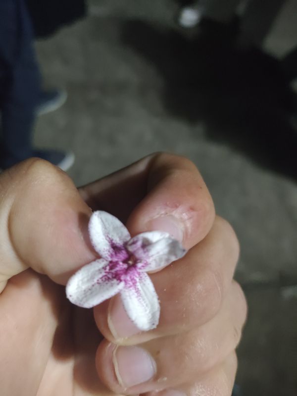 Identificação da planta Crota por foto