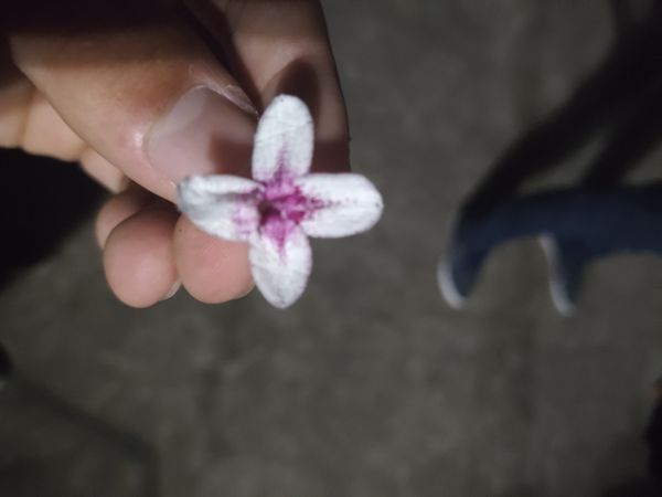 Identificação da planta Crota por foto