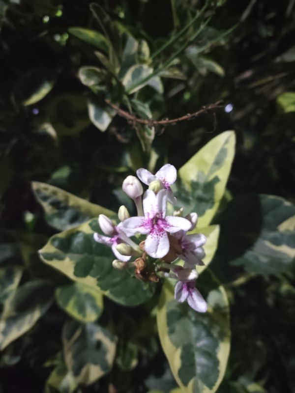 Identificação da planta Crota por foto
