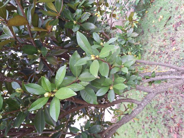 Identificação da planta Grumixama por foto