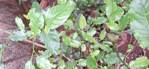 Identificação da planta Pimenta-de-macaco por foto